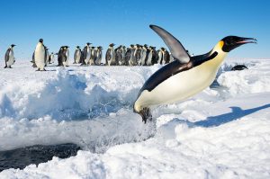 Penguin_in_Antarctica_jumping_out_of_the_water